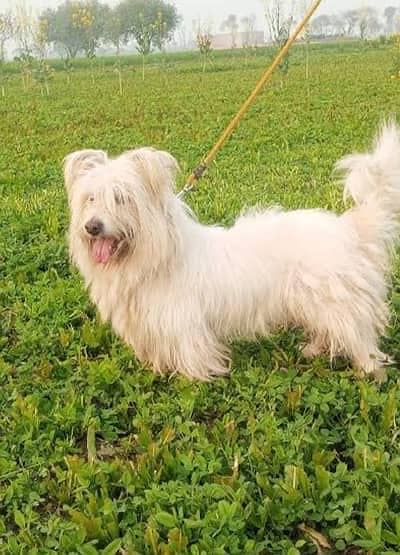 Poodle white dog one year