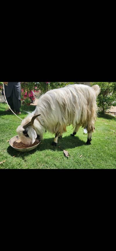 Breeder Pashmina Kashmiri Goat