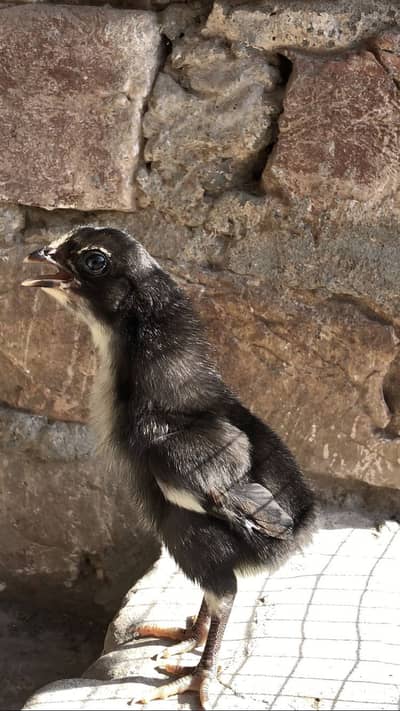 Pakoye cross 3 chicks