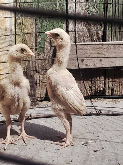 high quality heera aseel chick