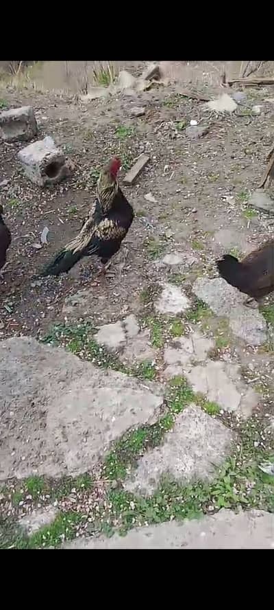 Pure aseel black jawa