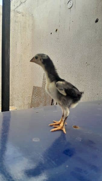 03124183499 Blue O Shamo chicks