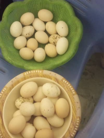 Aseel + Aseel Hera eggs