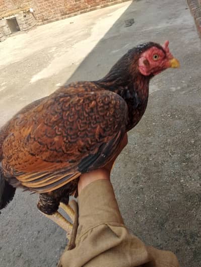 Aseel murgi mainwalii Andy dayti ha