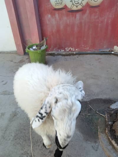 Full organic sheeps pair both male