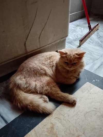 Persian cat