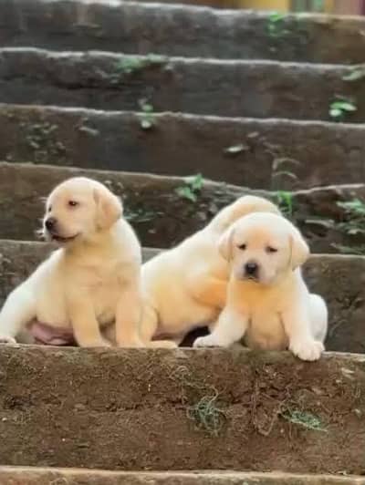 labradors male puppy  available
