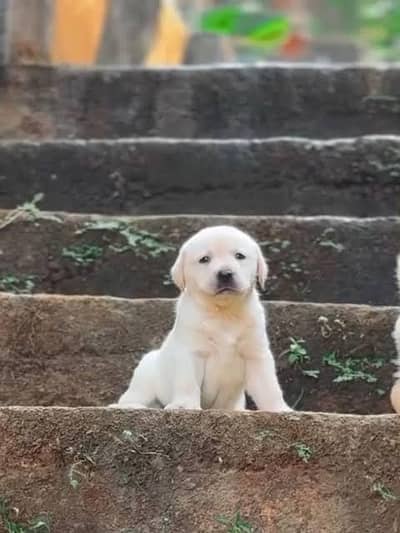 labradors male puppy  available