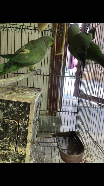 Green ringneck confirmed pair for sale
