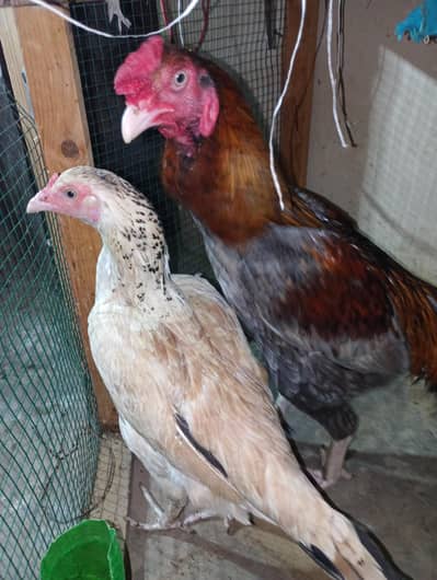 aseel murga or murgi