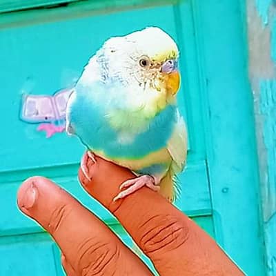 Australian Budgie Parrot  4 Manth Pathy For Whatsapp 03008658689