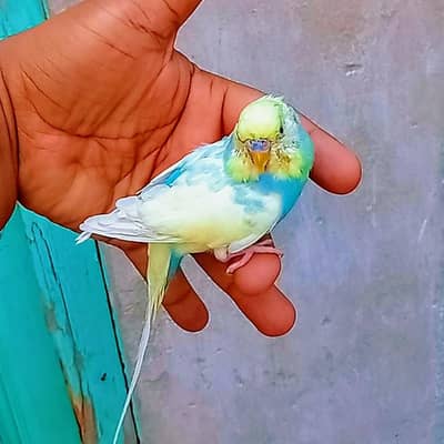 Australian Budgie Parrot  4 Manth Pathy For Whatsapp 03008658689