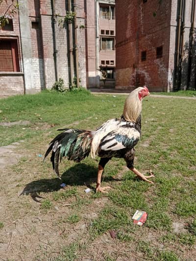 Aseel Jawa or Aseel murgi