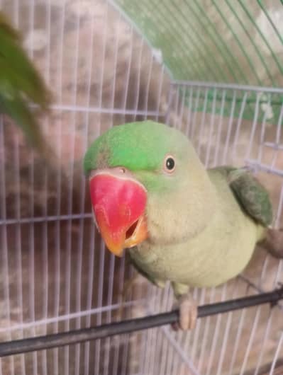 Raw parrot for sale