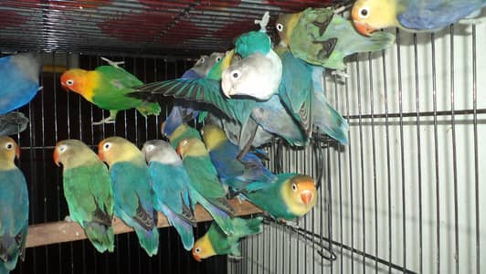 lovebirds breader pairs