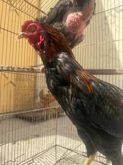 Aseel Mianwali and desi pair