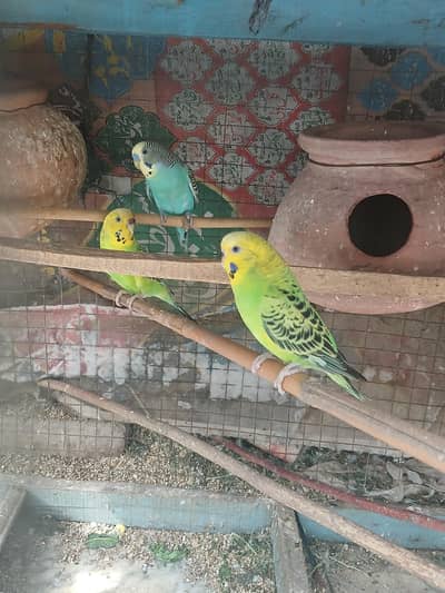 australian parrot for sale