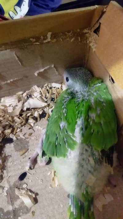 Green Parrot chick Age 25 days For Sale