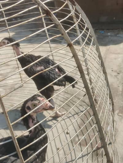 pair of chicks for sale