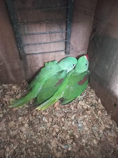 7  Raw huge size chicks