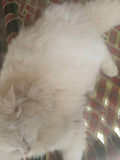 Persian kittens 3 triple coat