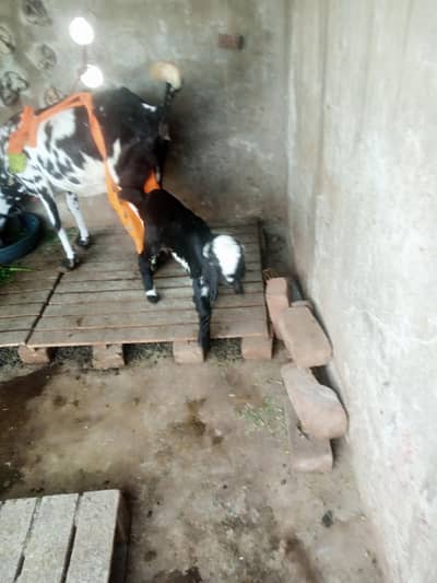 bakri sath 2 femail bakri age 1 mounth