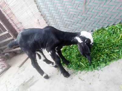 bakri kids dono femail ha