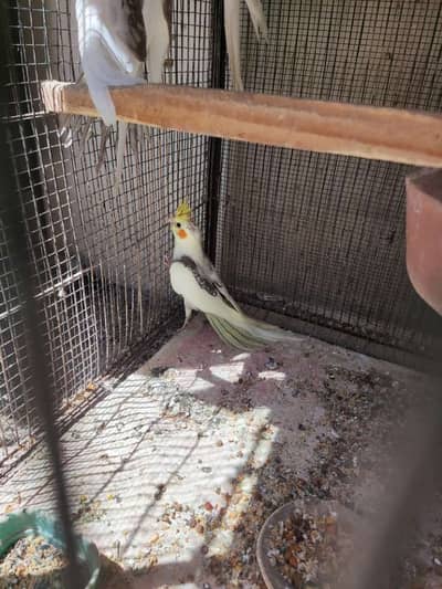 Cream Vpaid butterfly pattern