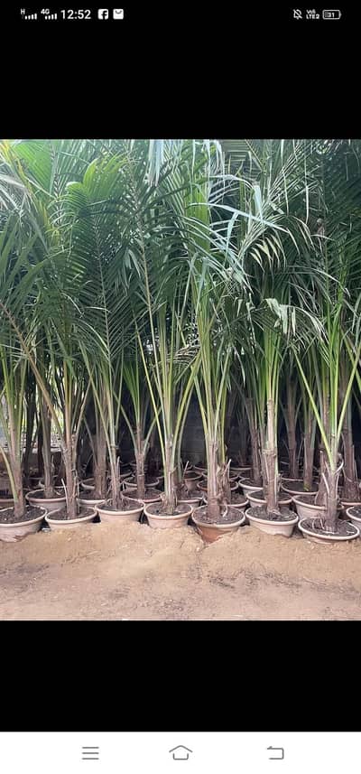 coconut tree for sale