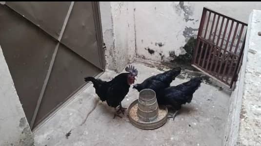 ayam cemani / lite susex