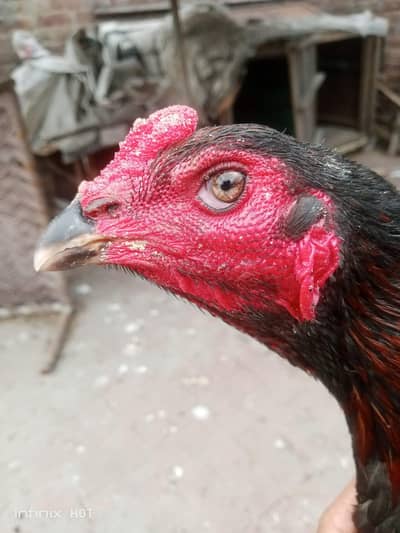 Chicks Thai,vait,pokoya,burmi, trat for sale