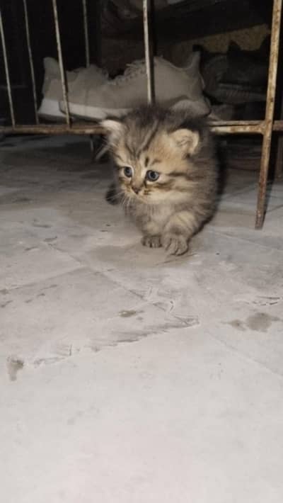 3 kittens available for sale