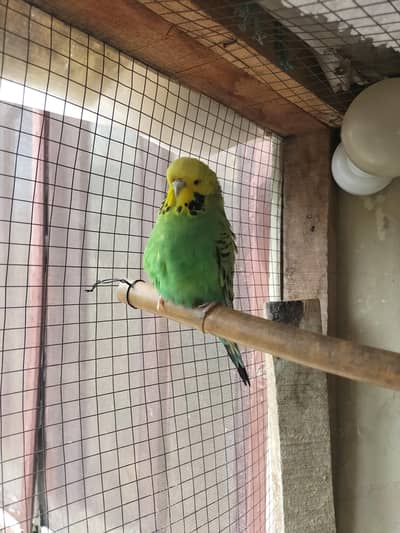 Under King Exhibition size Budgies Female/Australian