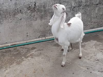 2 gaban desi goats  for sale