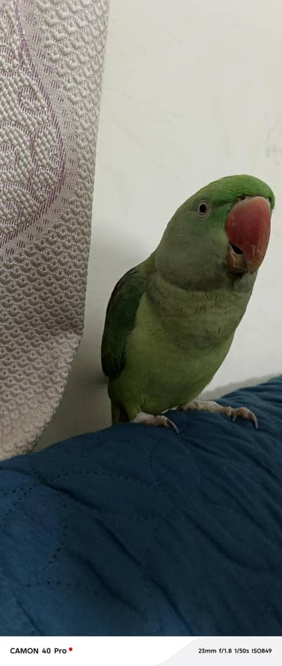 Parrot Jambo