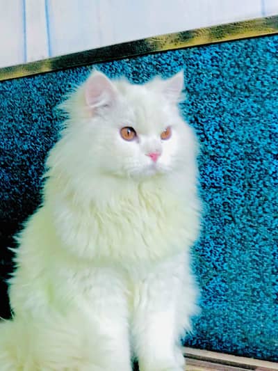 Cute city male persion  4000