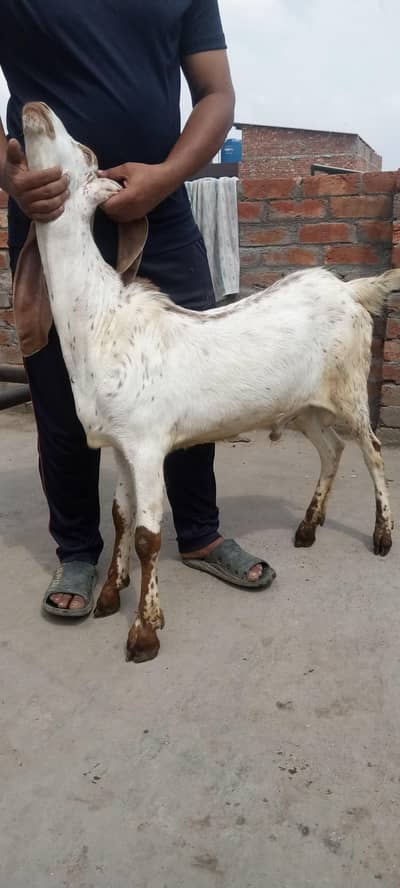 bakra
