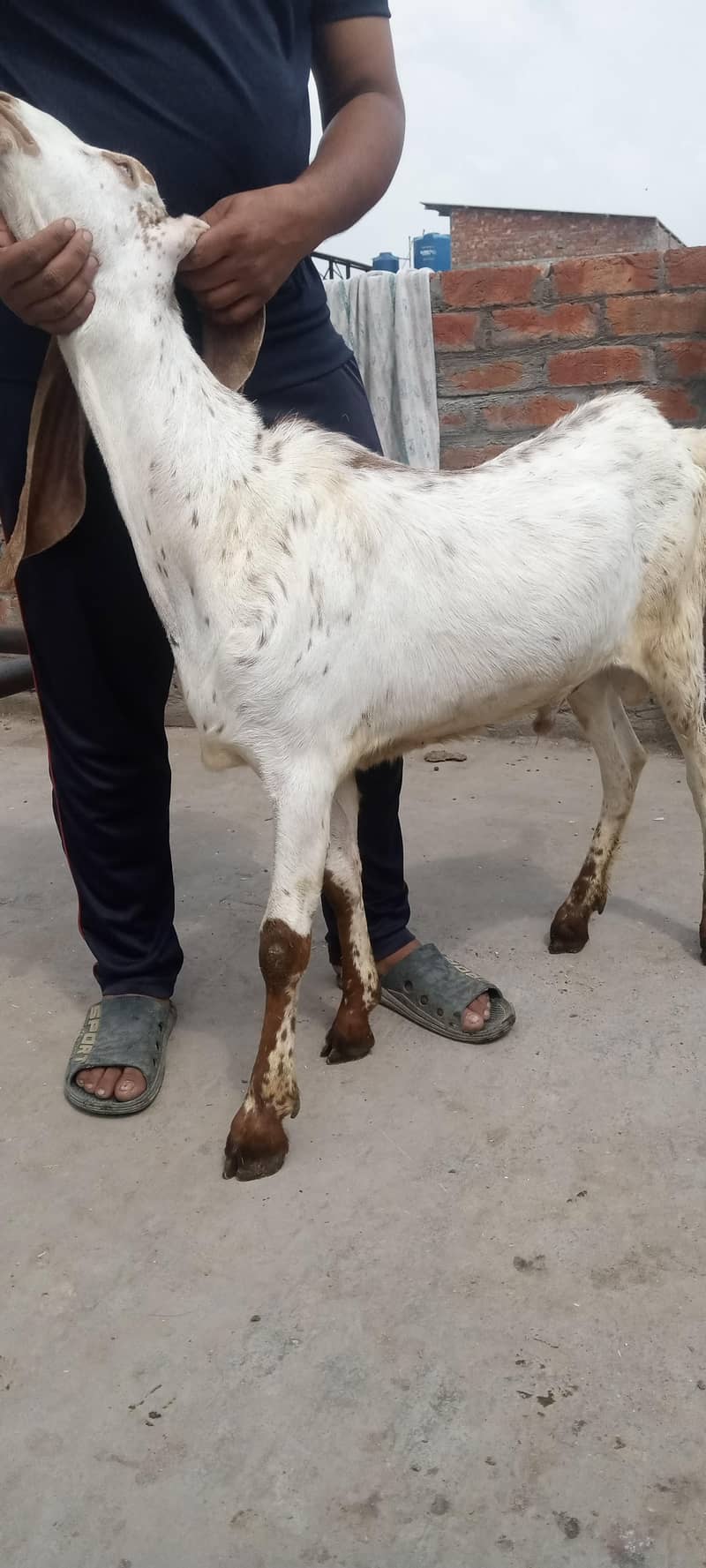 bakra 1