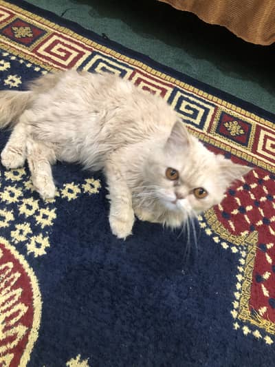 Persian cat  punch face