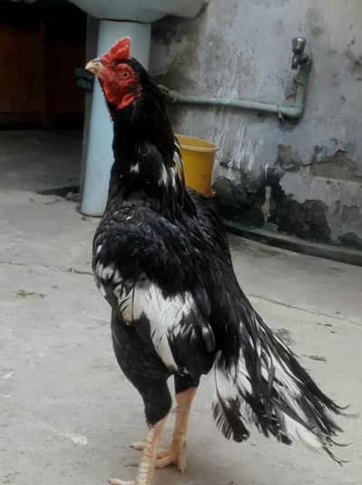 Pakistani aseel very active and healthy breeder paiers