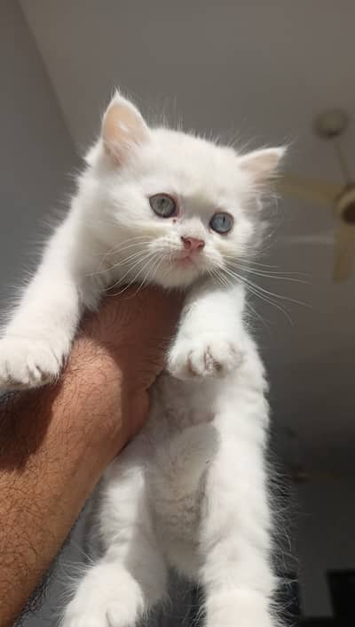 Persian Kittens
