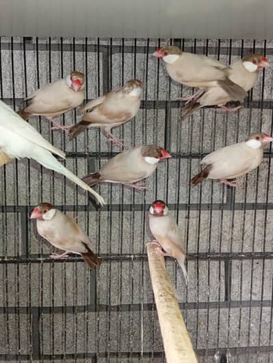 fawn java dark head 10 piece