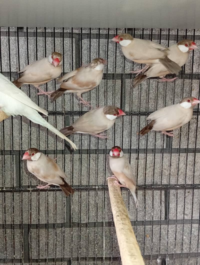 fawn java dark head 10 piece 0