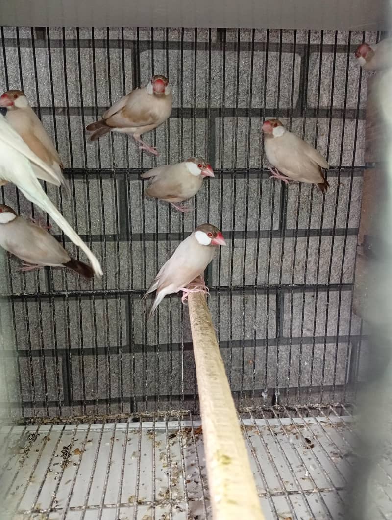 fawn java dark head 10 piece 1