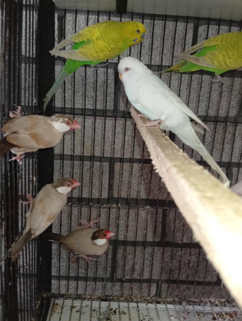 fawn java dark head 10 piece 2