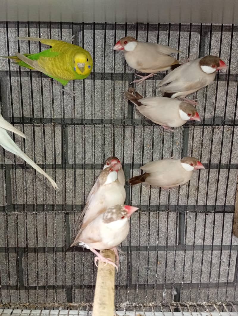 fawn java dark head 10 piece 3