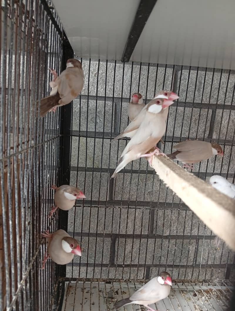 fawn java dark head 10 piece 4