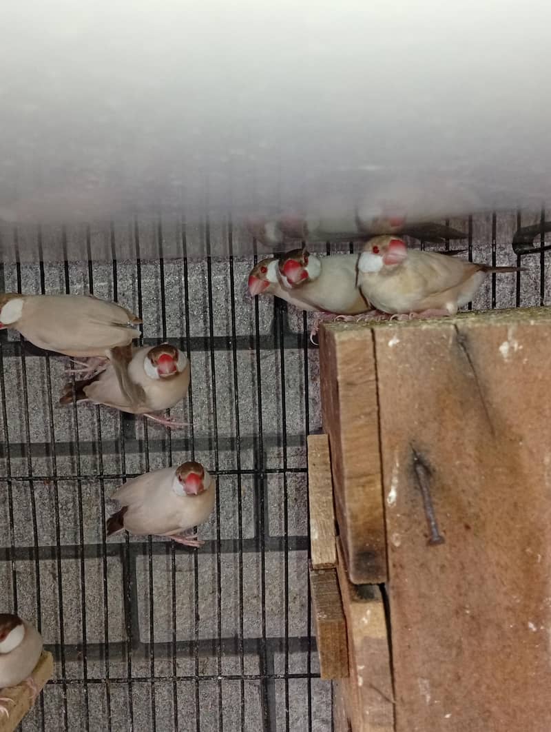 fawn java dark head 10 piece 5