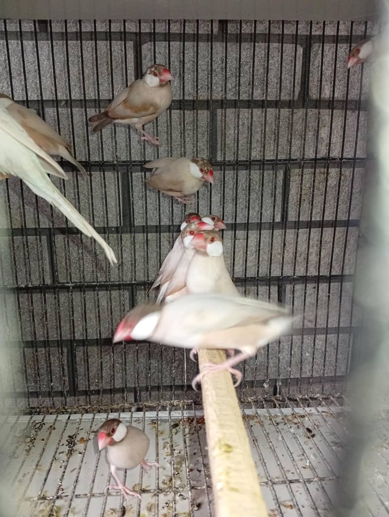 fawn java dark head 10 piece 6