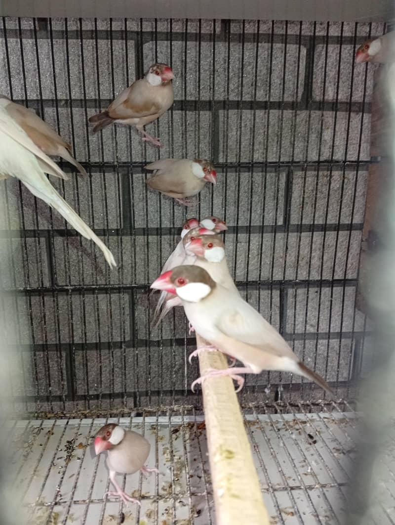 fawn java dark head 10 piece 7